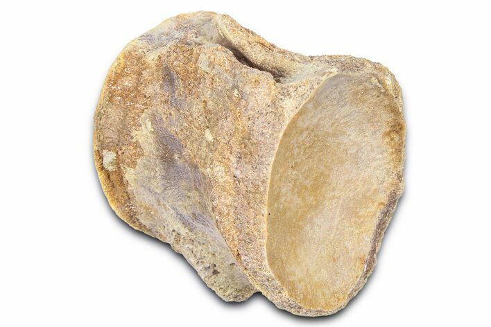 Fossil Mosasaur (Platecarpus) Vertebra - Kansas #382065